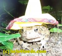 /home//u458753944/public_html/sourcegallery//McKaig Nature Center/2020-06-05/P6050543.JPG